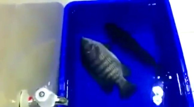 Frozen Fish Comes Back To Life After Thawing Out