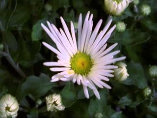 Beautiful Spring Scenes - Soft Music For Relaxation, Stress Relief