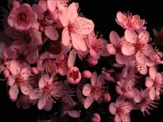 Sound of Nature - Relaxing Sounds for Yoga Exercises And Meditation With Elements of Nature Earth