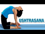 Ustrasana | Camel Pose | Yoga For Beginners