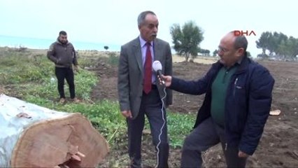 Mersin'de Ağaç Katliamı-2