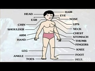 Learn - Human Body Part - External - Kids Educational Videos