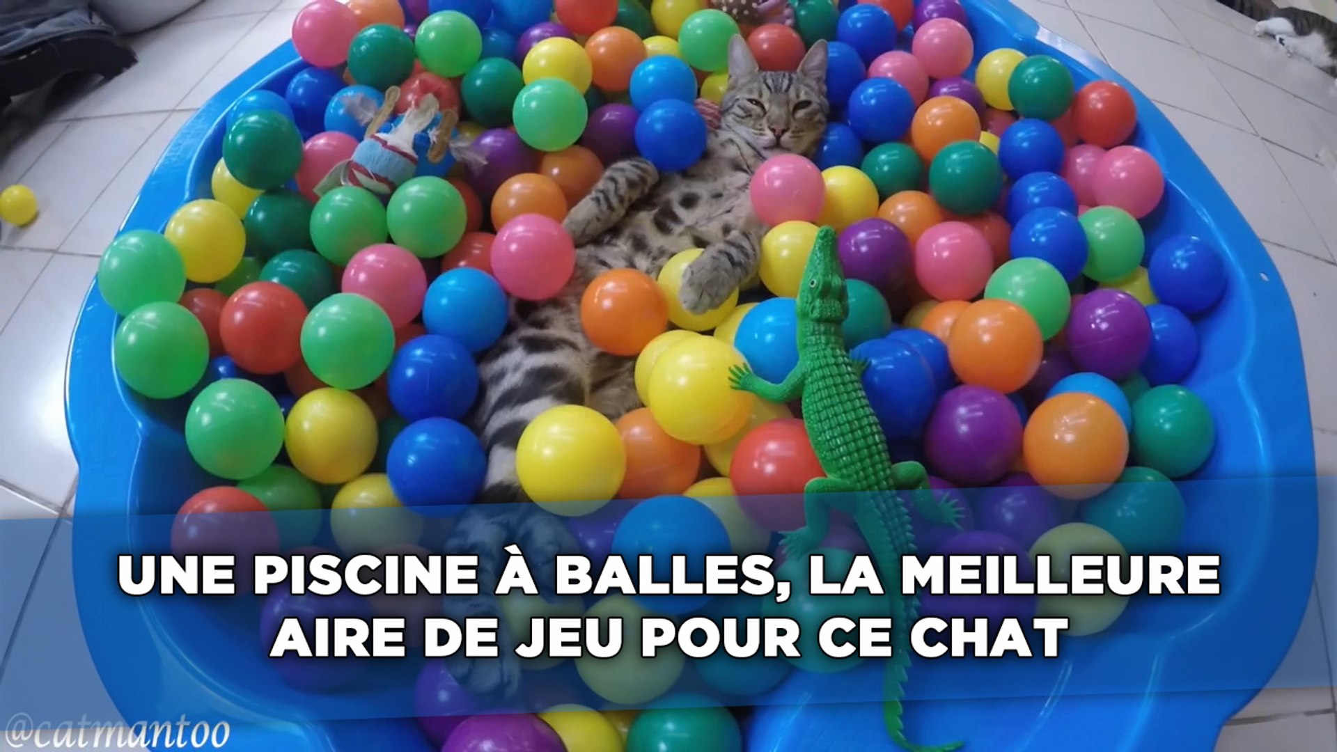 Une Piscine A Balles La Meilleure Aire De Jeu Au Monde Pour Ce Chat Video Dailymotion
