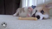 Corgi Puppy Love His Toy -- What A Silly!
