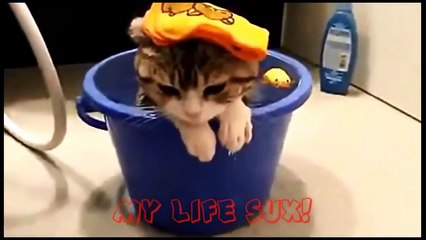 Funny Cats Compilation [Most See] Funny Cat Videos Ever Part 1 | New | Must see | 2016