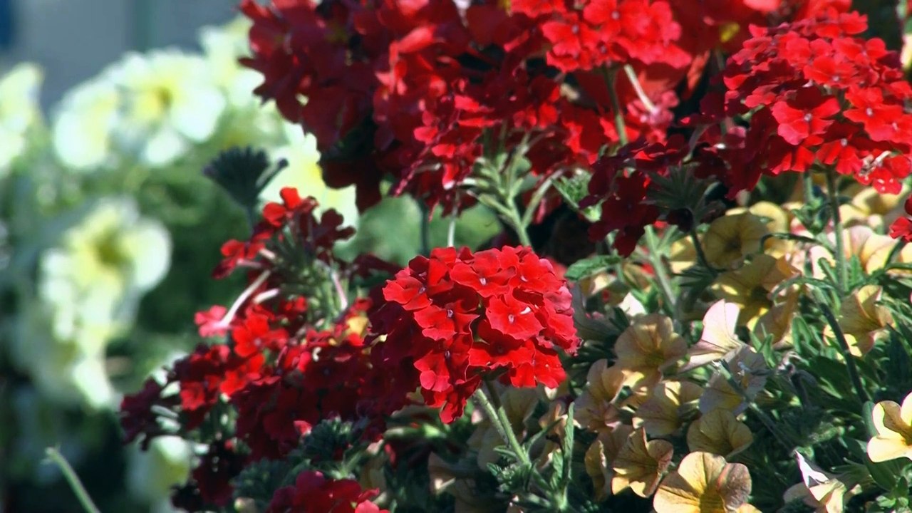 Film de la ville de Montelimar présenté lors des vœux