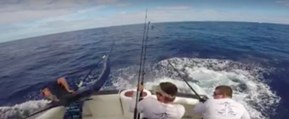 Fisherman Avoids Being Impaled by Huge Marlin
