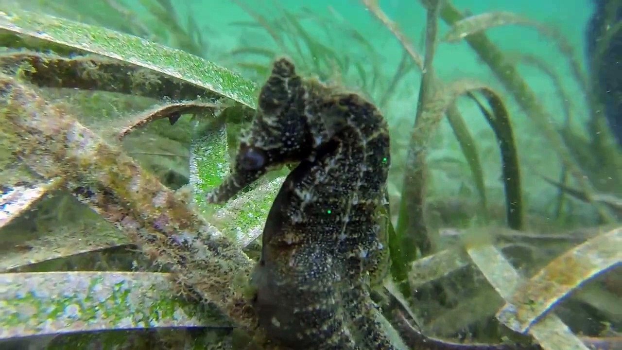 Fascinant ! Une vidéo très rare d’un hippocampe mâle en train d’accoucher.