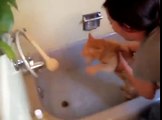 Funny Animals-Funny Cat Videos-Cats say No...o..o.o when arrested bath