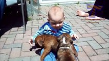 Baby and Dog Funny Video | Funny babies annoying dogs - Cute dog & baby compilation