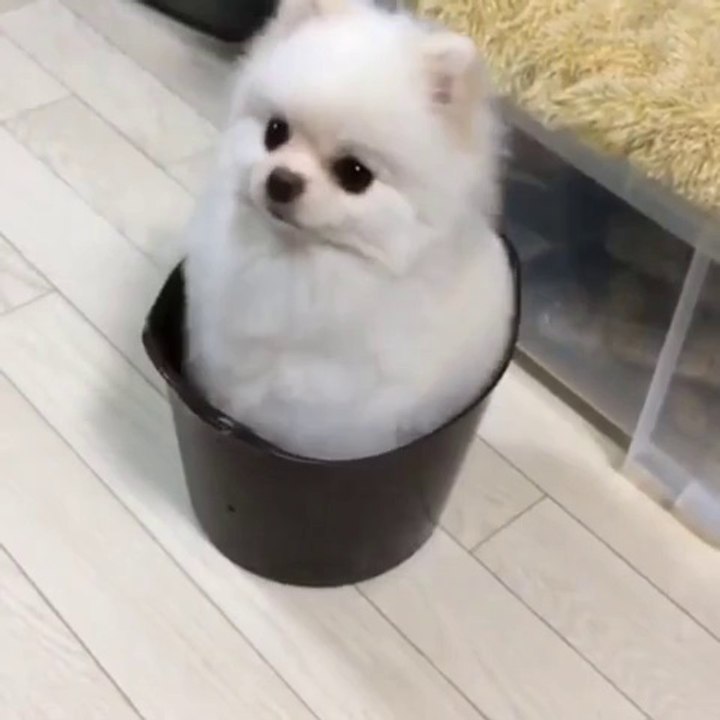 So cute puppy