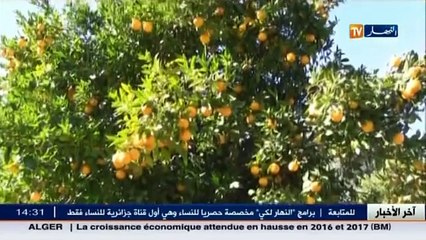 البويرة  : وادي سوفلات ثروة في انتاج الحمضيات تحتاج للدعم