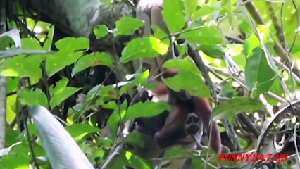 Python vs. King Cobra vs. Snake vs. Monkey Real Fighting