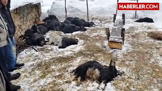 Kurtlar 25 Küçükbaş Hayvanı Telef Etti