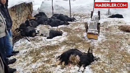 Kurtlar 25 Küçükbaş Hayvanı Telef Etti