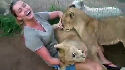A brave girl enjoying with lions