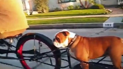 Funny animal compilation (parrots and dogs)