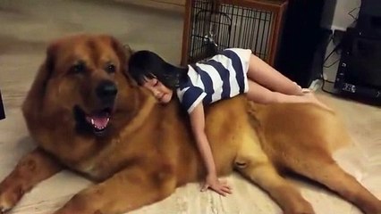 Giant sized dog in China