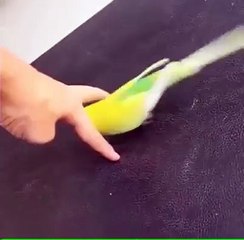 cutest Border Canary Stats you ever seen