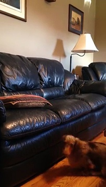 Un chien court sur pattes mais malin