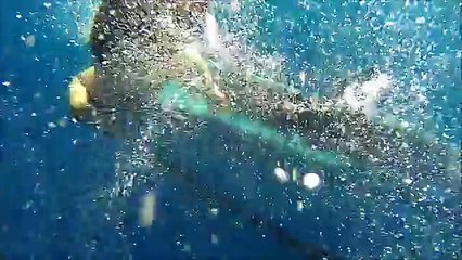 Así fue el sorprendente rescate de una ballena atrapada en red de pesca