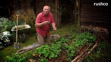Entretenir vos fraisiers