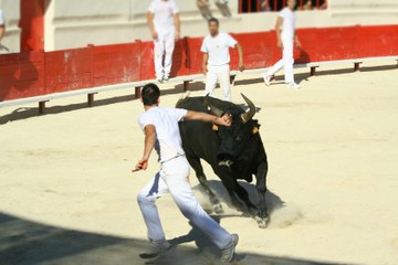 La Fédération de la course camarguaise dépose le bilan