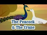 Panchatantra Tales | The Peacock & The Crane | English Animated Stories For Kids