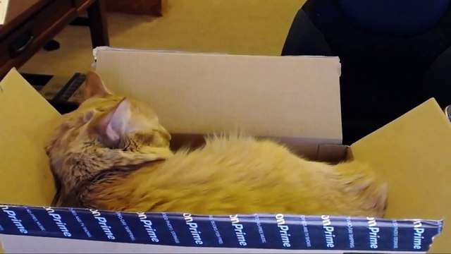 Streamer leaves his cat in front of webcam and Twitch goes crazy