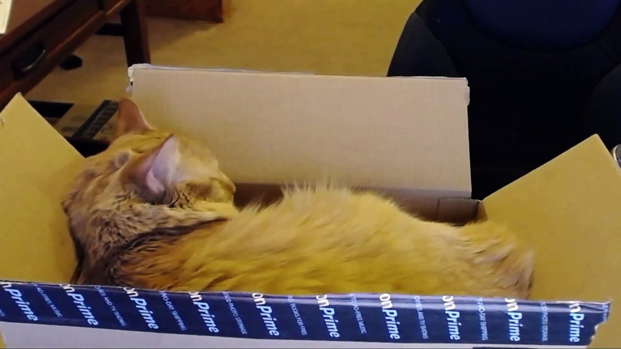 Streamer leaves his cat in front of webcam and Twitch goes crazy