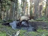 Un cerf s'amuse comme un fou dans une flaque d'eau