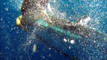 Une jeune baleine bleue demande de l'aide à des plongeurs pour retirer le filet de peche qui l'a piégée