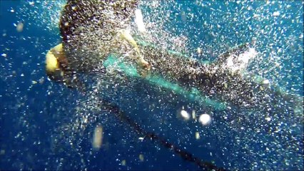 Baby blue whale asks humans for help to get rid of the fishing line