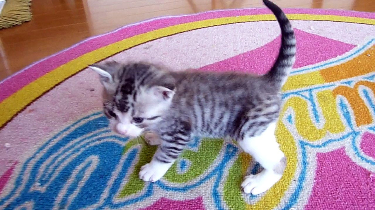 かわいい子猫