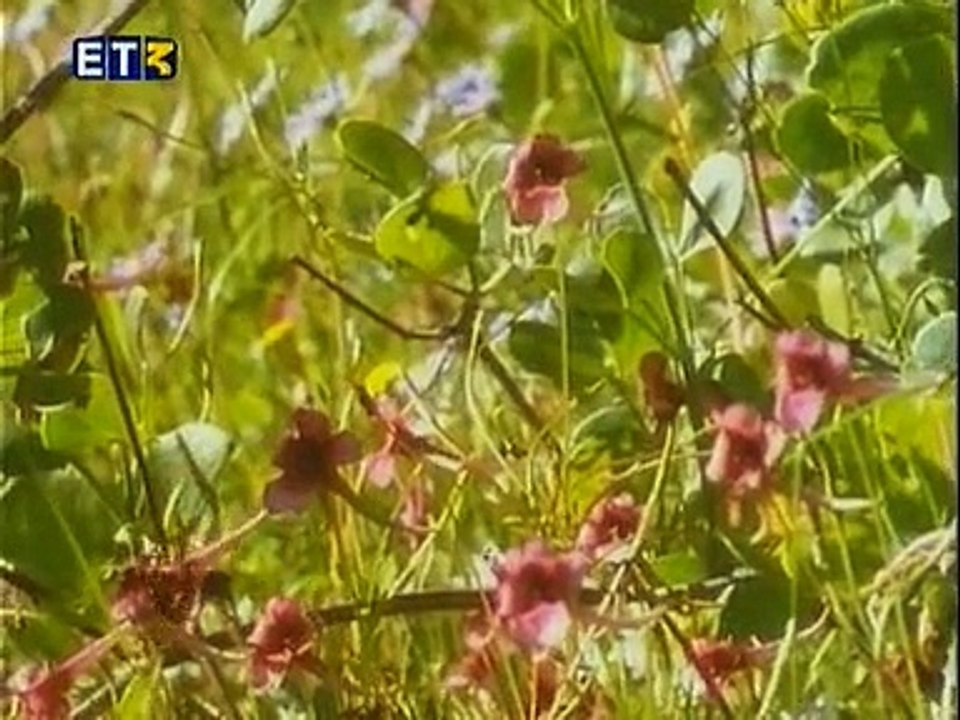 Εαρινή Ισημερία-Η Αναγέννηση Της Φύσης