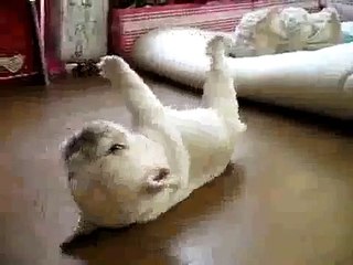Puppy Cant Get Up haha