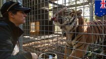 Penjaga kebun binatang Selandia Baru tewas diserang Harimau Sumatra