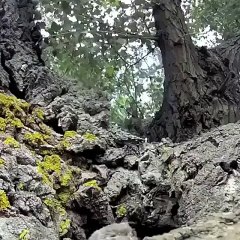 Quand la Nature nous offre le plus beau des camouflages