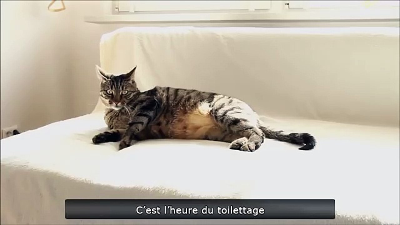 Cat vacuum cleaner relationship