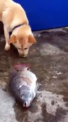 Alon Gabbay's Timeless Hit Videos 🎶