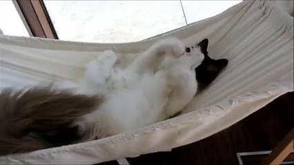 Cutest Fluffy Grooming Cat Funny