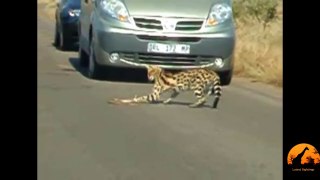 Serval Attacking A Puff Adder - 7 July 2008 - Latest Sightings