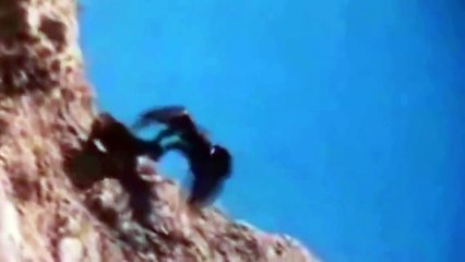 When Crazy Animals Attack Big Birds Attack ~ Best Funny Animals