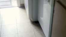 Funny Cat Surprised by a Toaster