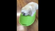 Funny Pup Turns Bucket into an Earthquake Simulator