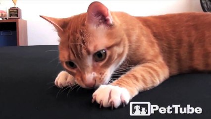 How Kitty Makes the Bed 2016