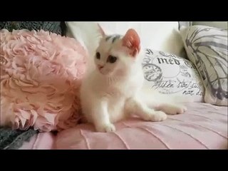Persian Funny cat Mix Playtime