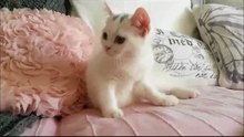 Persian Funny cat Mix Playtime