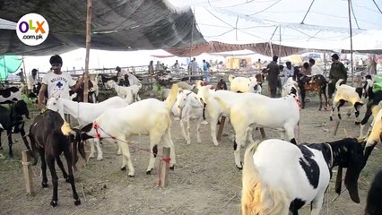 OLX Presents 'Dubsmash Your Bakra'