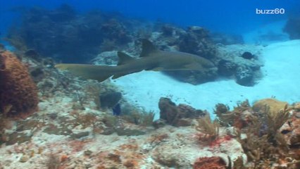 Sharks use sense of smell to navigate waters